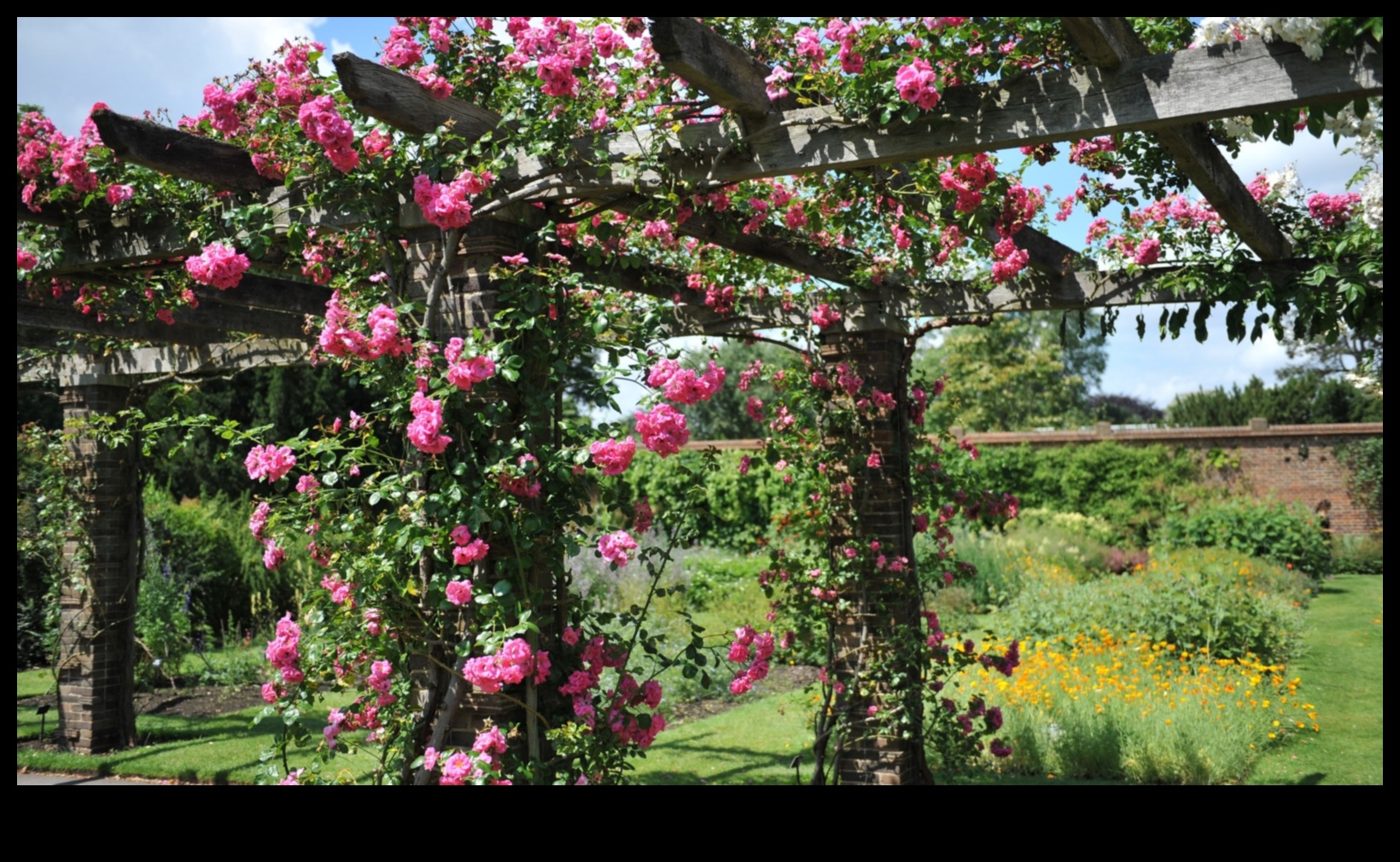 טיפוס לפריחה: השראה אנכית לגינון