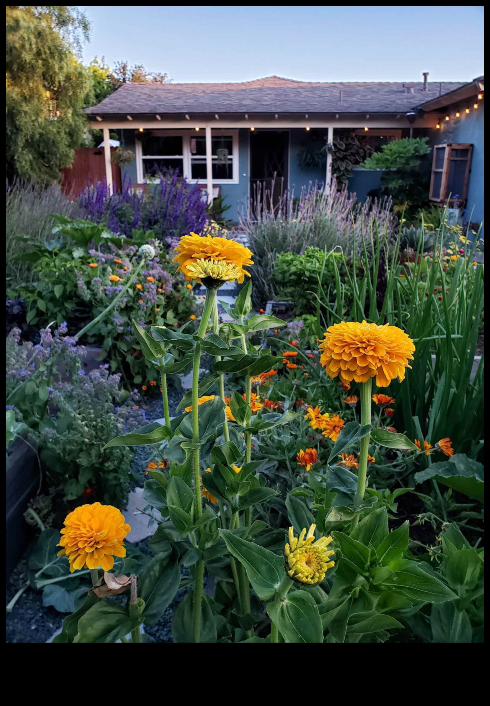 לזרוע ולקצור: מדריך לגנים נלווים פורחים