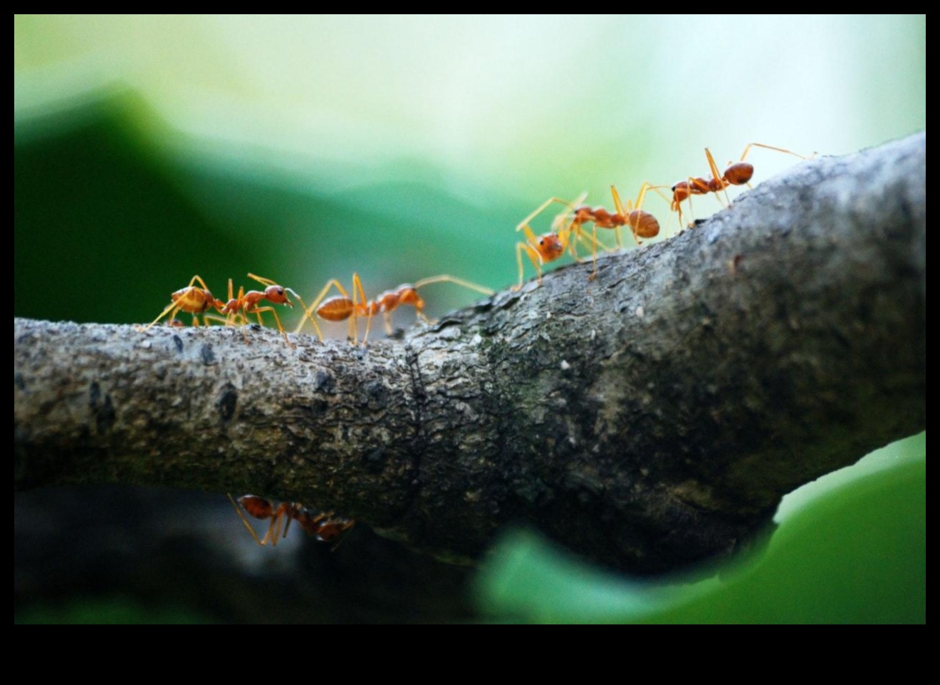 באגים, נעלם! תוכנית גנן להדברת מזיקים