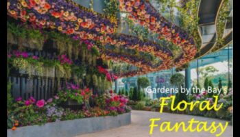 פנטזיה פרחונית: טיפים לגן מפוצץ מיופי